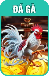 Đá gà B8